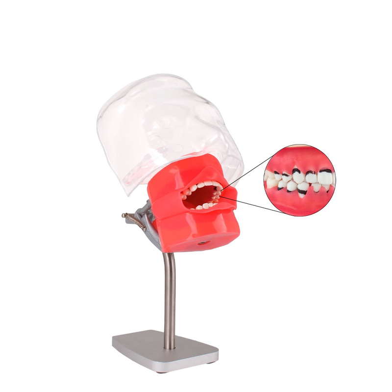 Fantoma de Periodoncia para mesa - Imagen 2