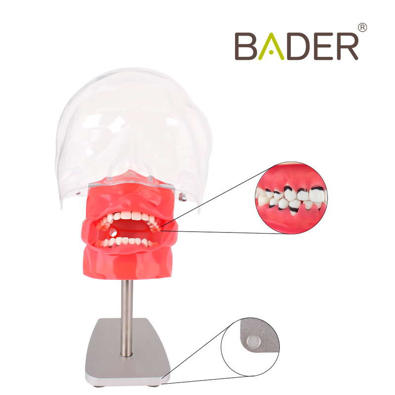Fantoma de Periodoncia para mesa - Imagen 3